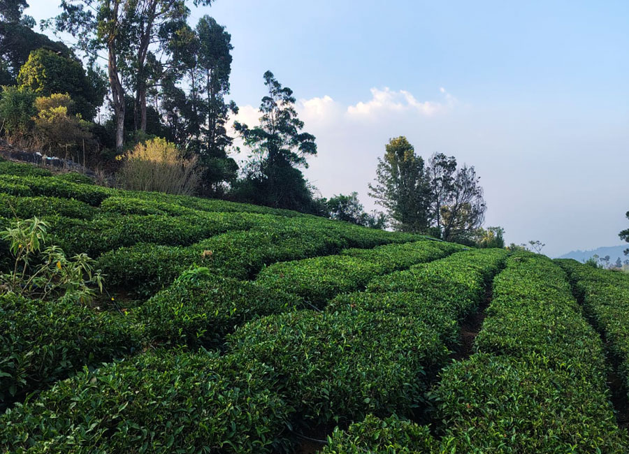 Mountain view from the tea estate at Fern Ville, Ooty